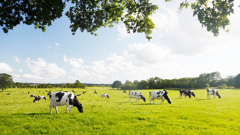 Koeien minder vaak in de wei