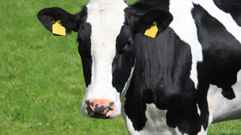 'Schrap subsidie melkveehouderij'