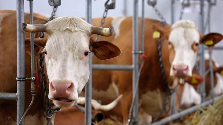 '81 miljoen dieren in veehouderij vroegtijdig gedood'