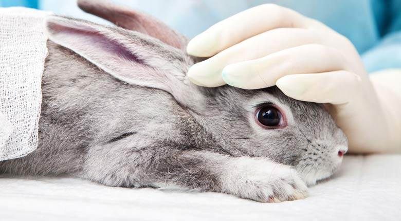Dierproeven wereldwijd verboden bij cosmetica EU