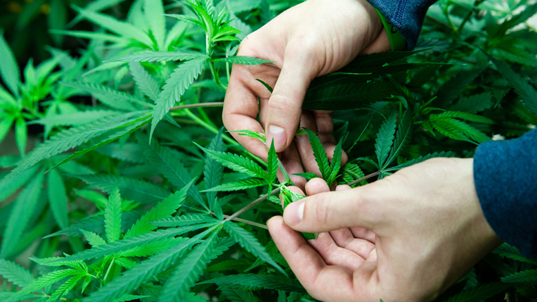 Producten met medische marihuana in drogisterijen zijn illegaal