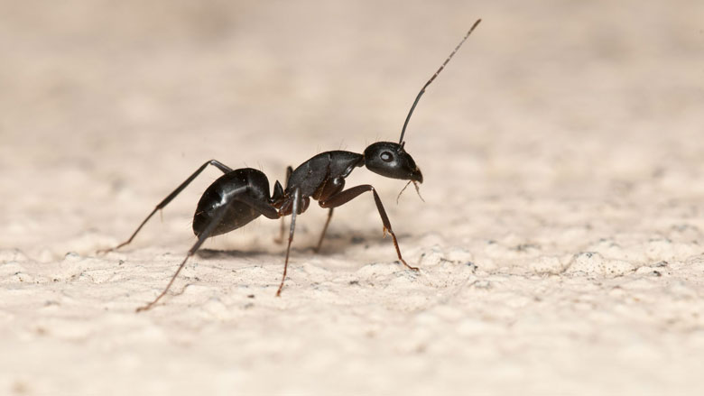 Hoe bestrijd je mieren in huis?