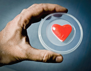 Meer transplantaties bij dood en leven