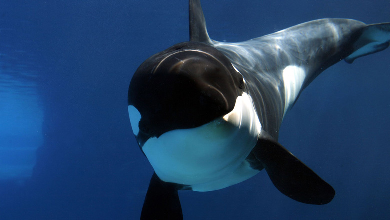 SeaWorld stopt met fokken orka's