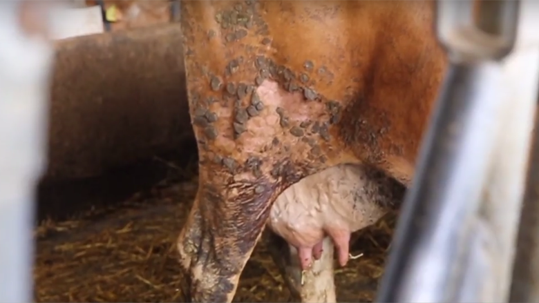 Koeienleed voor Parmezaanse en Grana Padano-kaas