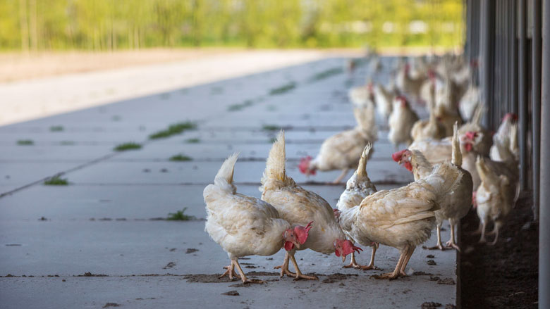 Pluimveehouders moeten fijnstofuitstoot halveren