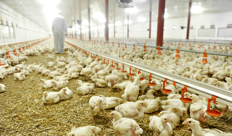 Verhoogde kans op longontsteking door pluimveehouderij