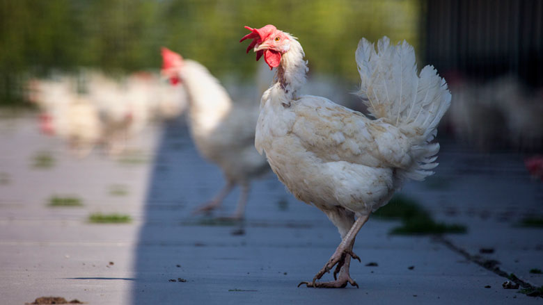 Pluimveebedrijven leven regels voor dierenwelzijn en voedselveiligheid niet na
