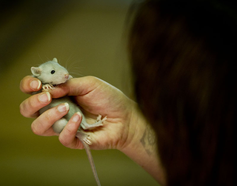 Meer mensen ziek door ratten en muizen