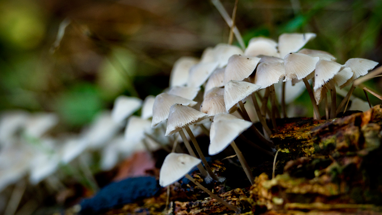 Eten van paddenstoelen resulteert vaker in vergiftiging