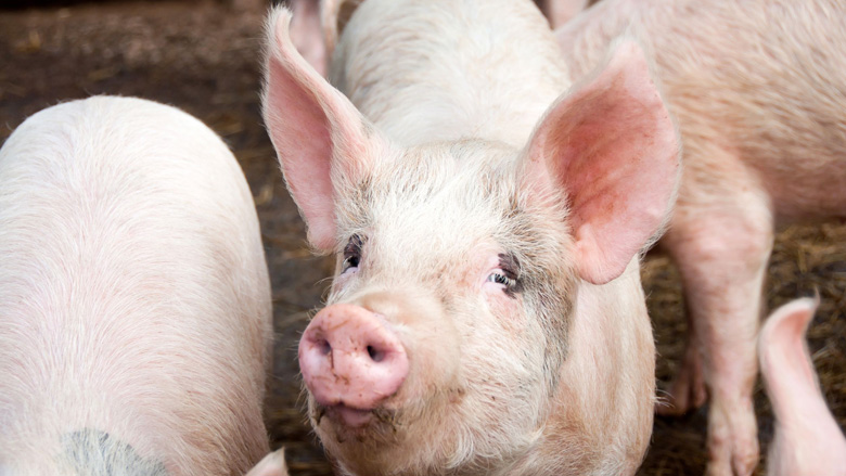Kamer wil verbod op couperen varkensstaarten