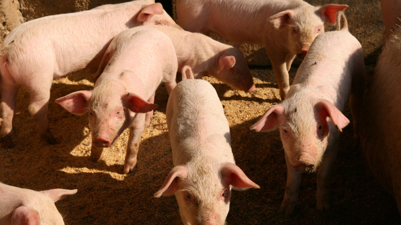 Varkens in Nood klaagt supermarkt Dirk aan