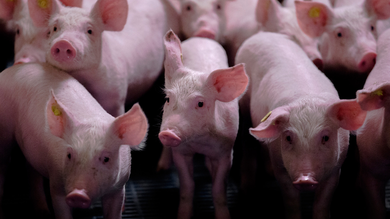 Petitie: controle varkensbedrijven moet beter