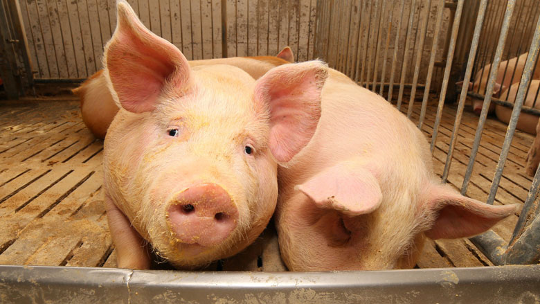 Varkens in Nood dient klacht in tegen varkensslachterij VION