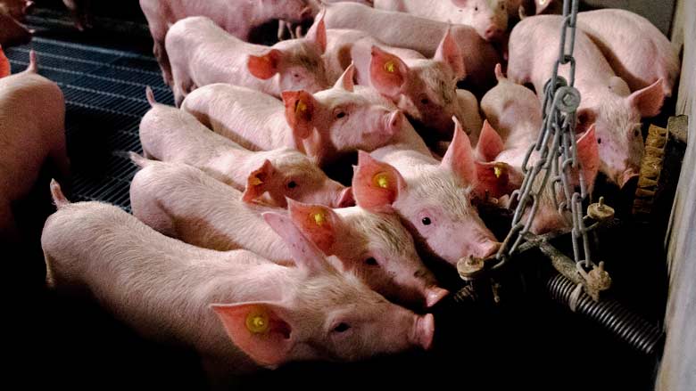 Supermarkt stunt weer met 'verbannen varkensvlees'