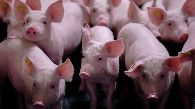 Vlees mishandelde varkens in Nederlandse slagerijen