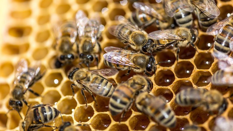 Veel bijen met uitsterven bedreigd