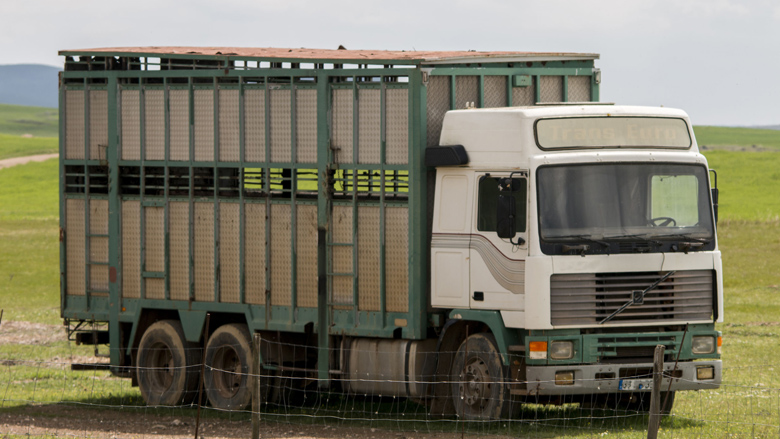 Hitteprotocol beschermt vee tijdens vervoer
