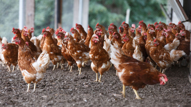 Te veel antibiotica en pijnstillers in veevoer