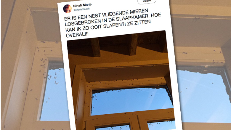 Zijn vliegende mieren gevaarlijk?