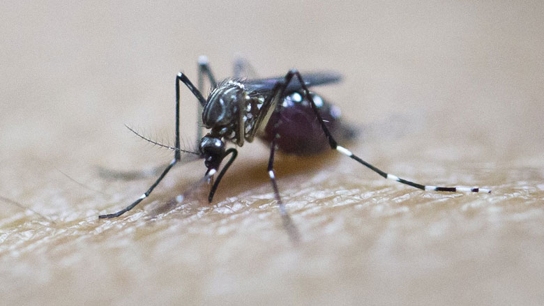 Zikavirus nog steeds gevaar voor vakantiegangers