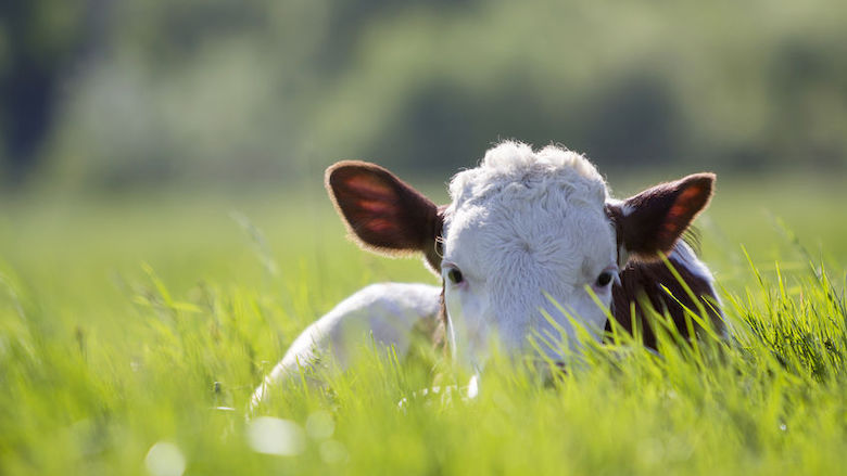 Oververhitte dieren? Meld het online