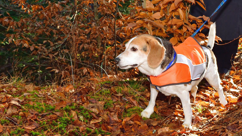 sieraden Van toepassing Op risico Moeten honden in het donker verlichting dragen? - Radar - het  consumentenprogramma van AVROTROS