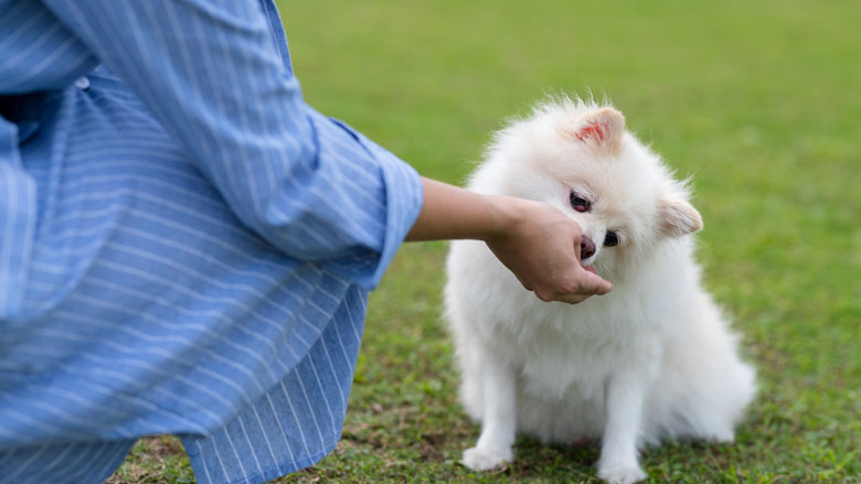 Kan het kwaad om mijn hond of kat te verwennen met dierensnacks?