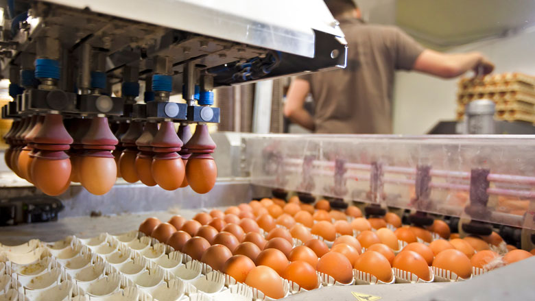 NVWA waarschuwt voor met salmonella besmette eieren