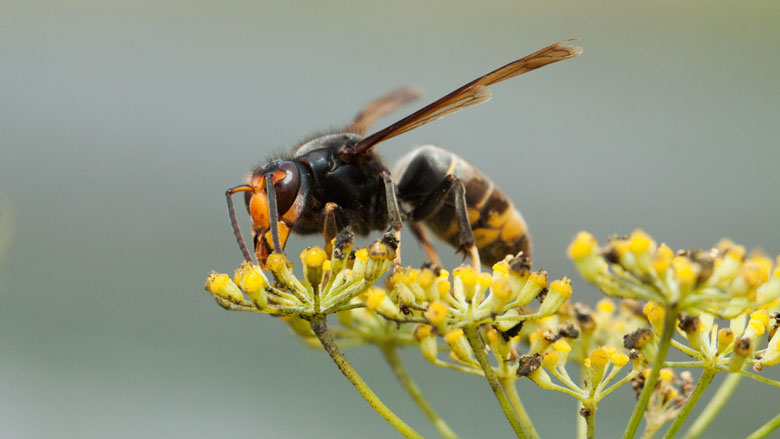 Roep om campagne voor snellere herkenning Aziatische hoornaar