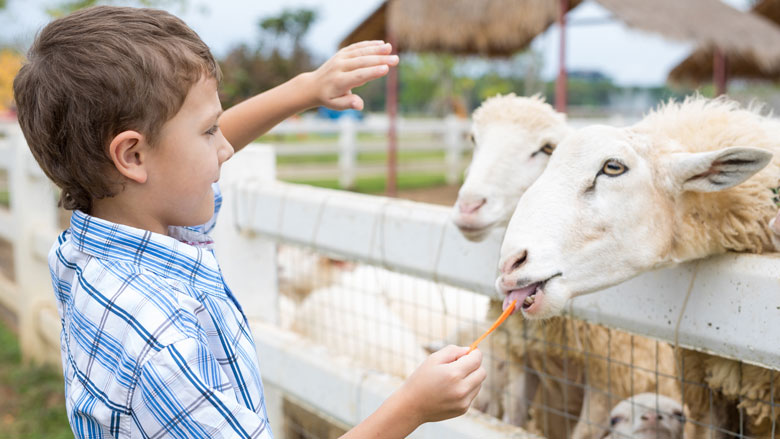 Kinderboerderijen gaan grotendeels open