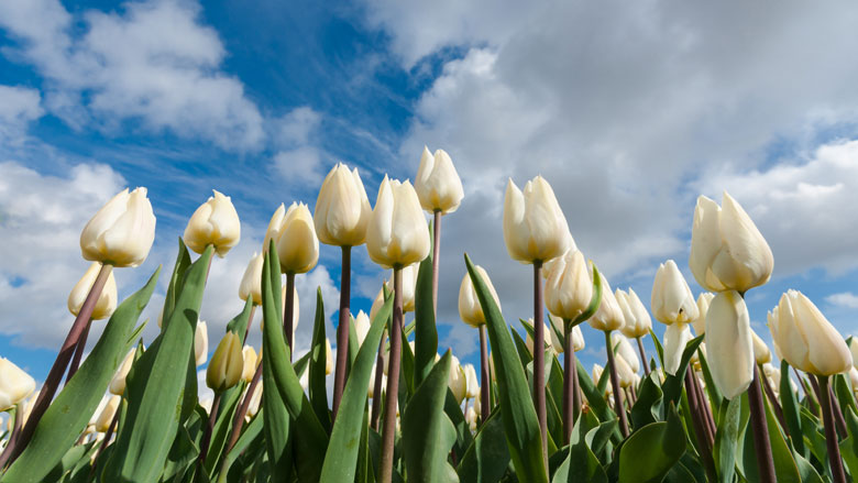 'Kopers van tulpenbollen Bloemenmarkt worden misleid'