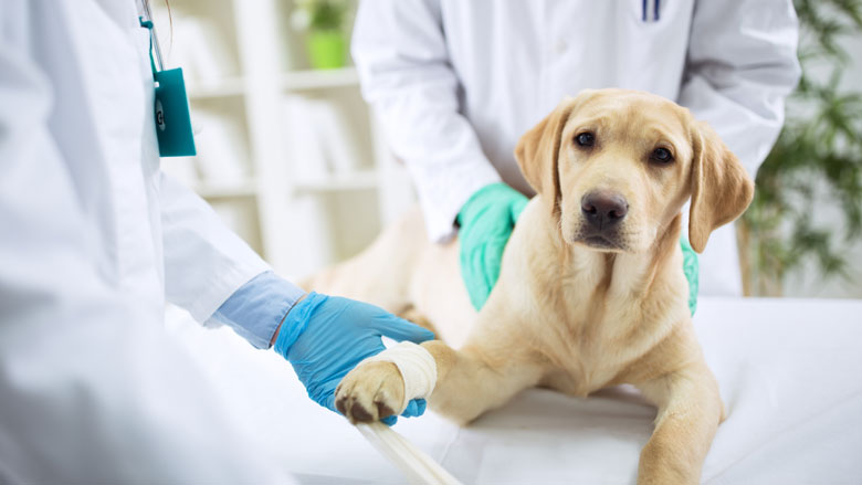 Oproep: Jouw ervaring met spoedgevallen bij dierenarts