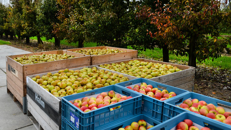Fruittelers slaan handen ineen voor hogere prijzen