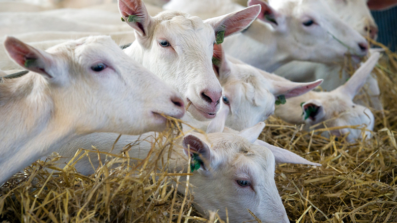 Nominaties Liegebeest om misleidende claims dierenwelzijn bekendgemaakt