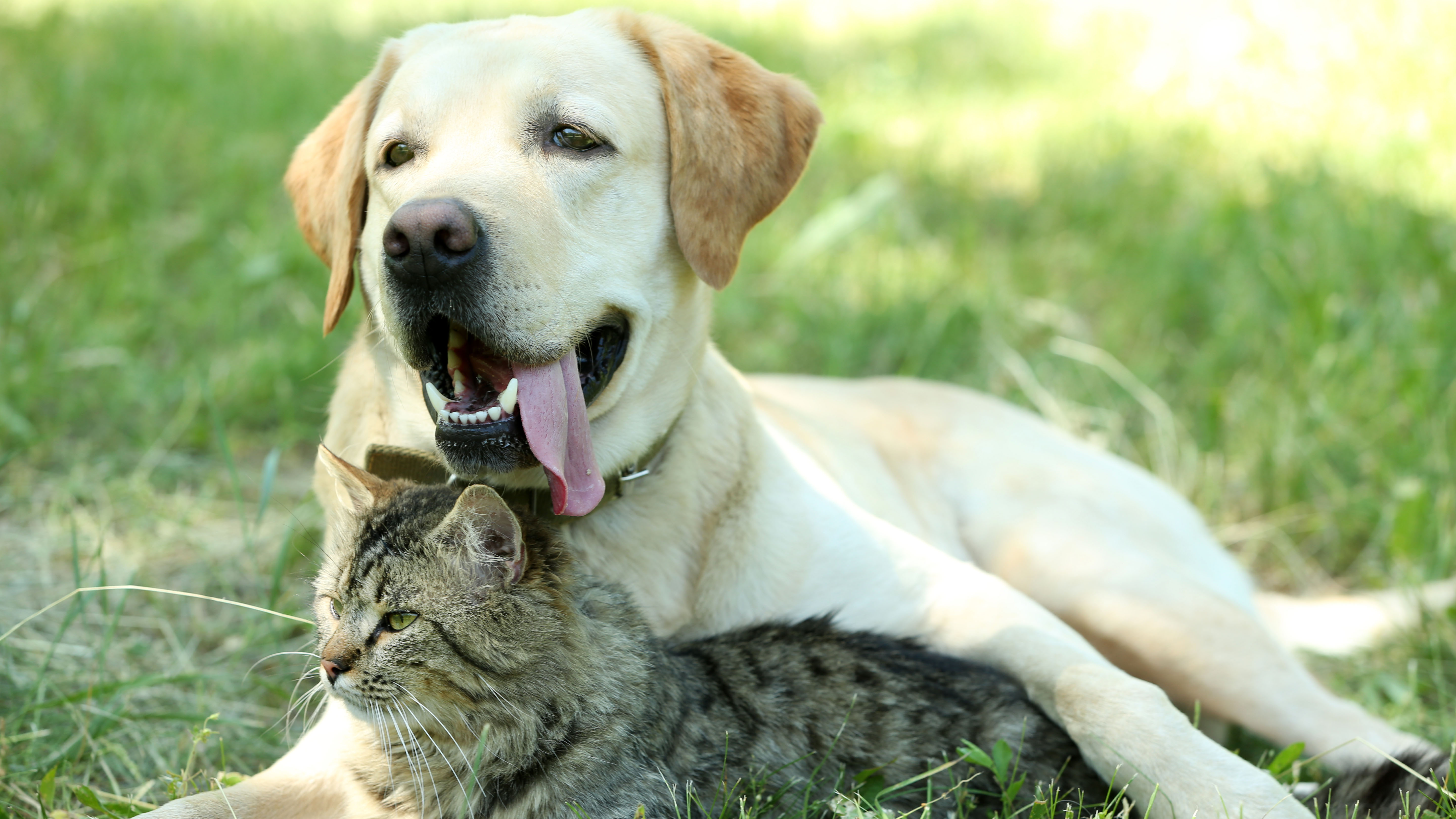 Verzakking Huh Geleend Waarom zijn honden en katten populair in coronatijd? - Radar - het  consumentenprogramma van AVROTROS