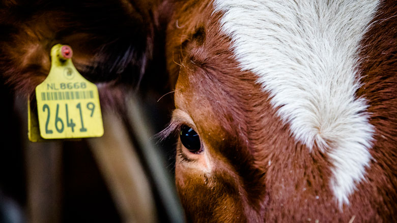 NVWA beboet boeren die hoogdrachtige koeien laten slachten
