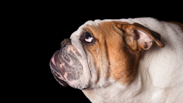 Heb jij een hond met een korte snuit?