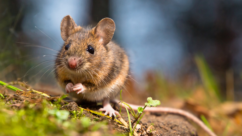 'Ratten- en muizenplaag dreigt door verbod op gif'