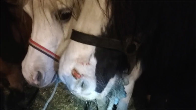 'Paardenmarkt Hedel is een nachtmerrie voor de dieren'