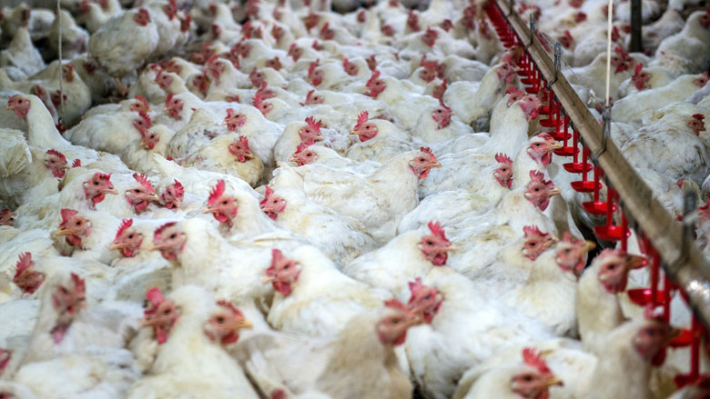 Pensioenfondsen moeten beleggingen gebruiken als drukmiddel tegen dierenleed