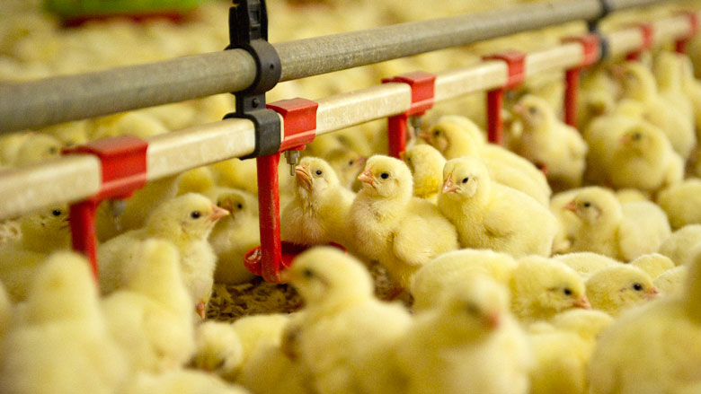 'Plofkip-resolutie': EU wil eind aan kippenleed