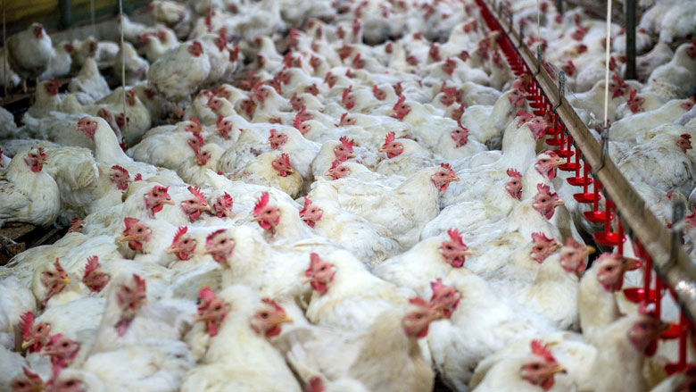 Stichting Red een Legkip heeft ruim 11.000 kippen gered van slachthuis
