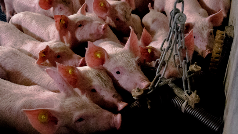 Dierenrechtenorganisaties in actie vanwege 'afgrijselijke condities' varkensstallen