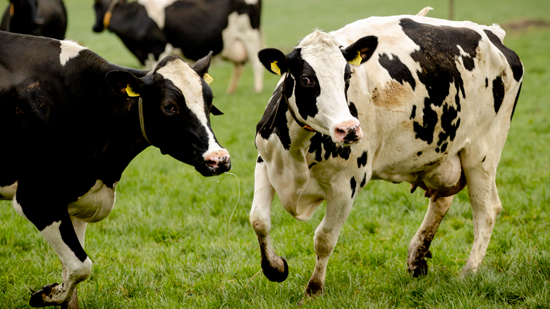 Vlees bij veel veehouderijen besmet met darmbacterie