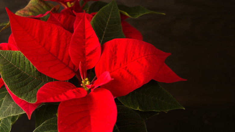 00 30112021 kerstster.jpg