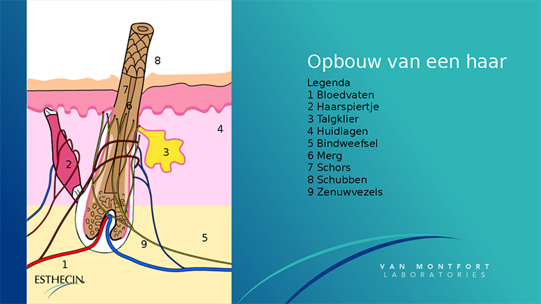0000000haartekening esthecin van montfort.png