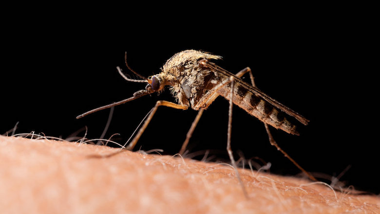 Meldingen van muggenoverlast in januari: kans dat westnijlvirus zich vestigt in Nederland