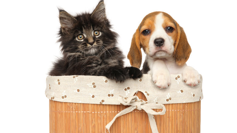 Een honden- of kattenmand uitzoeken: waar moet je op letten?