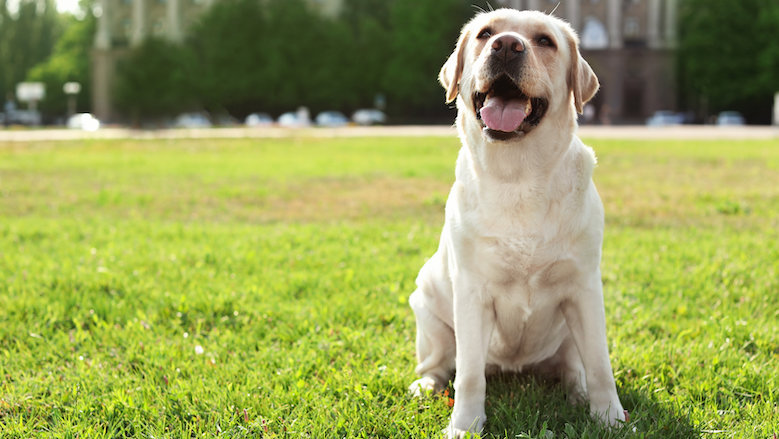 Groot tekort hondenopvang: centra kunnen vraag niet aan